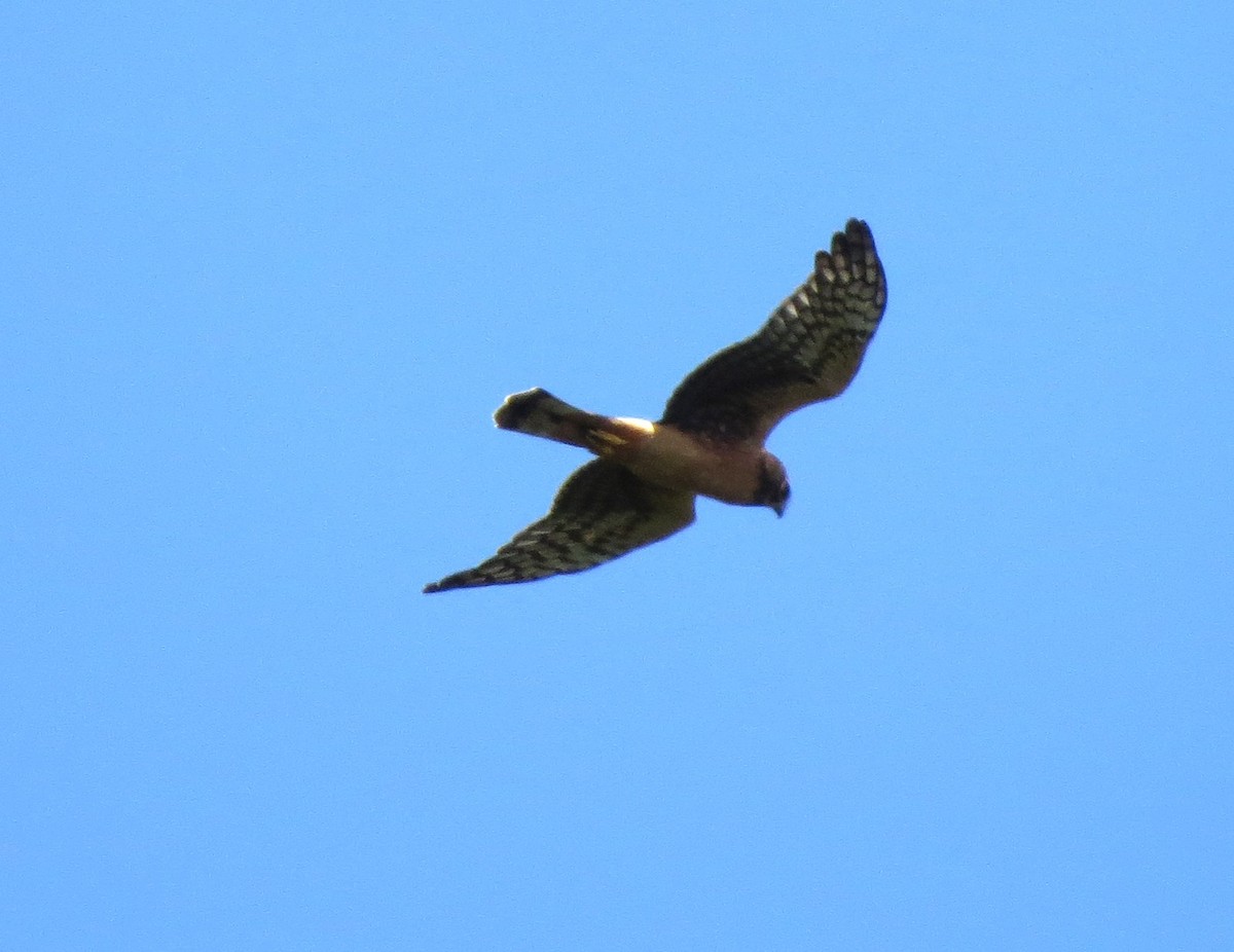 Northern Harrier - ML641995999