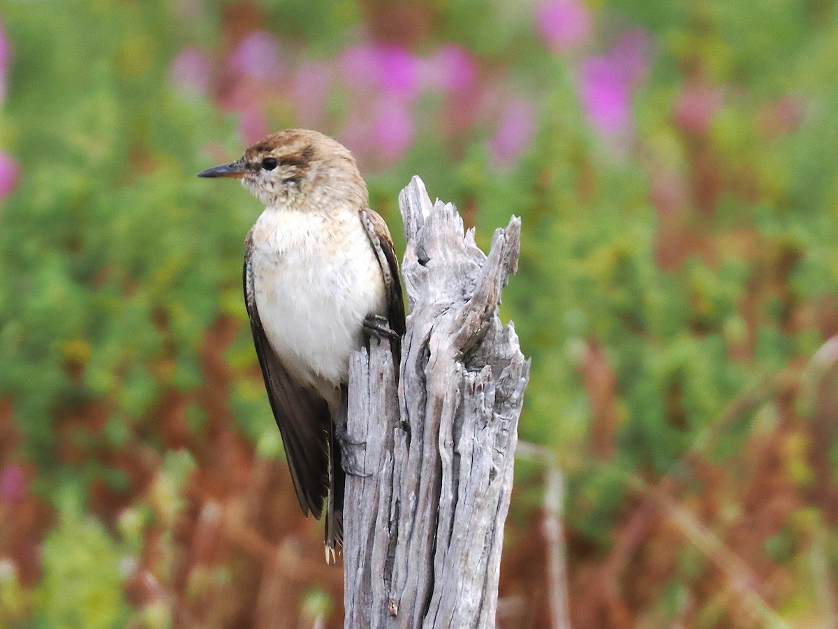 White-winged Triller - ML641996003