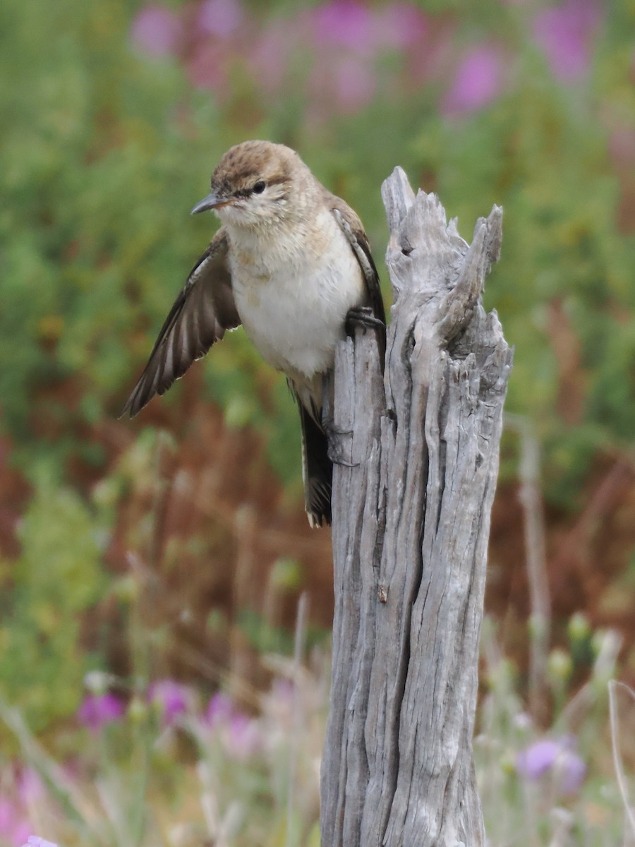 White-winged Triller - ML641996004