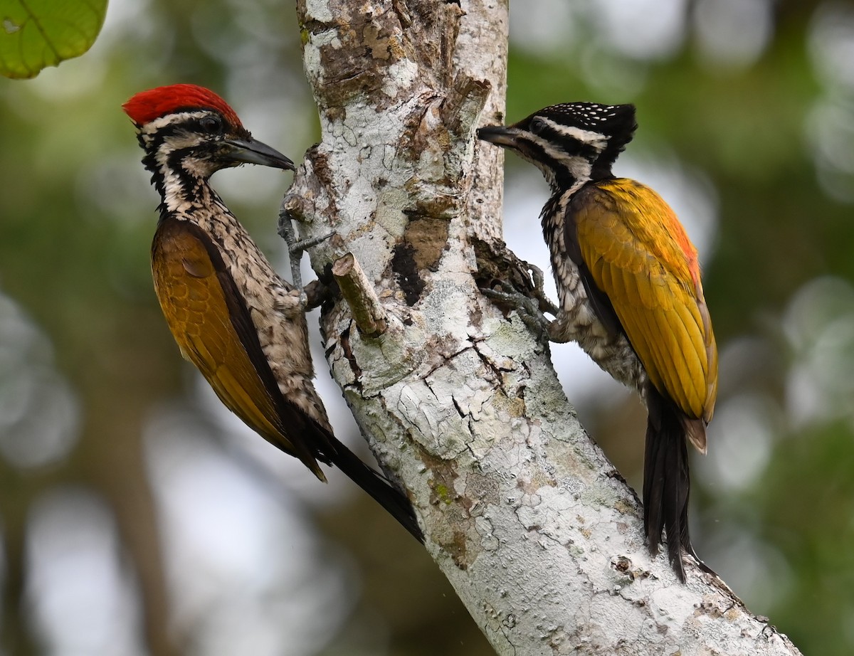 Common Flameback - ML641996005