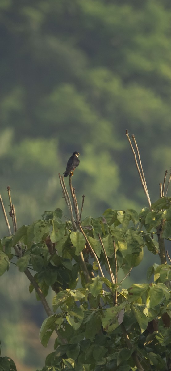 Bat Falcon - ML641996007