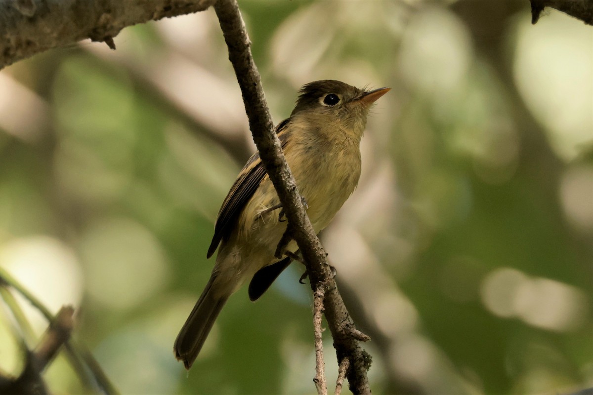 Western Flycatcher (Pacific-slope) - ML641996010