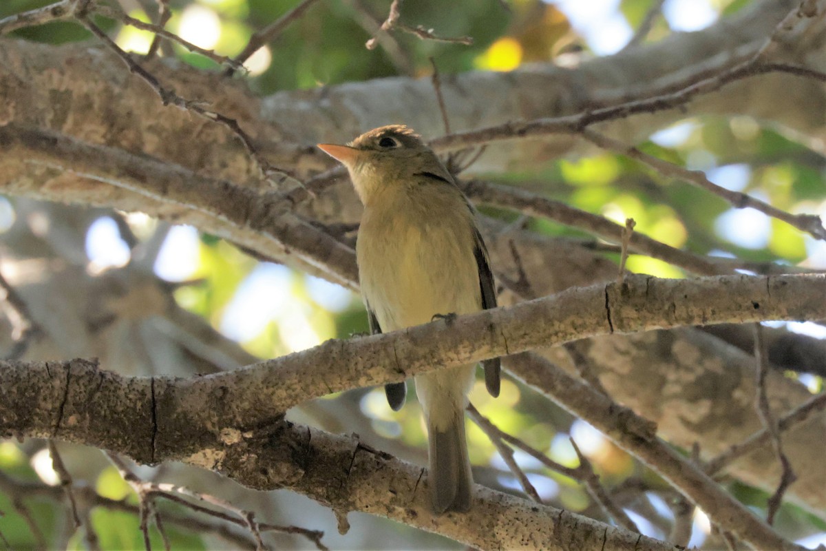 Western Flycatcher (Pacific-slope) - ML641996011