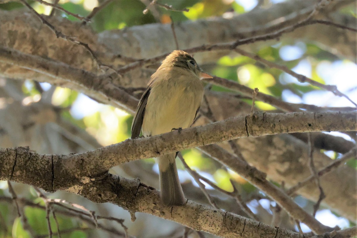 Western Flycatcher (Pacific-slope) - ML641996012