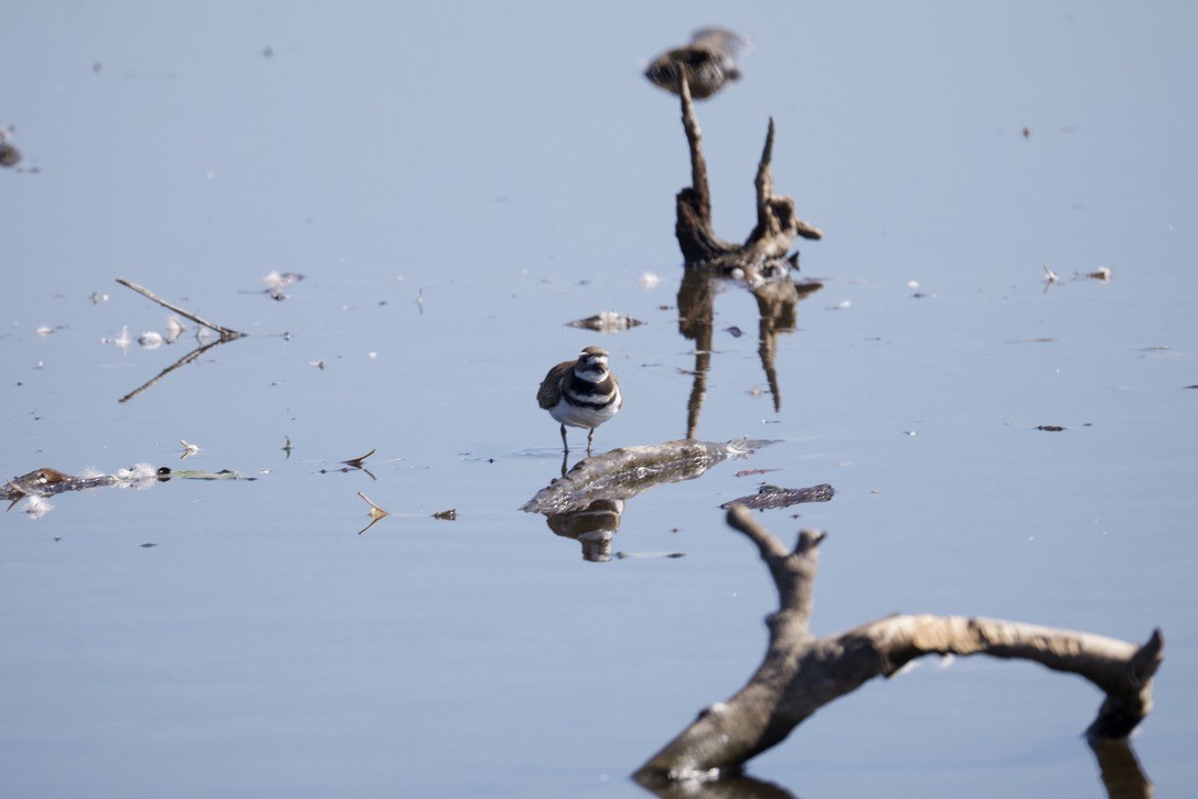 Killdeer - ML641996013