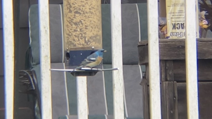 Lazuli Bunting - ML641996015
