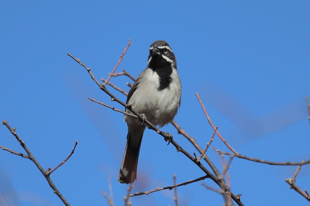 Black-throated Sparrow - ML641996016