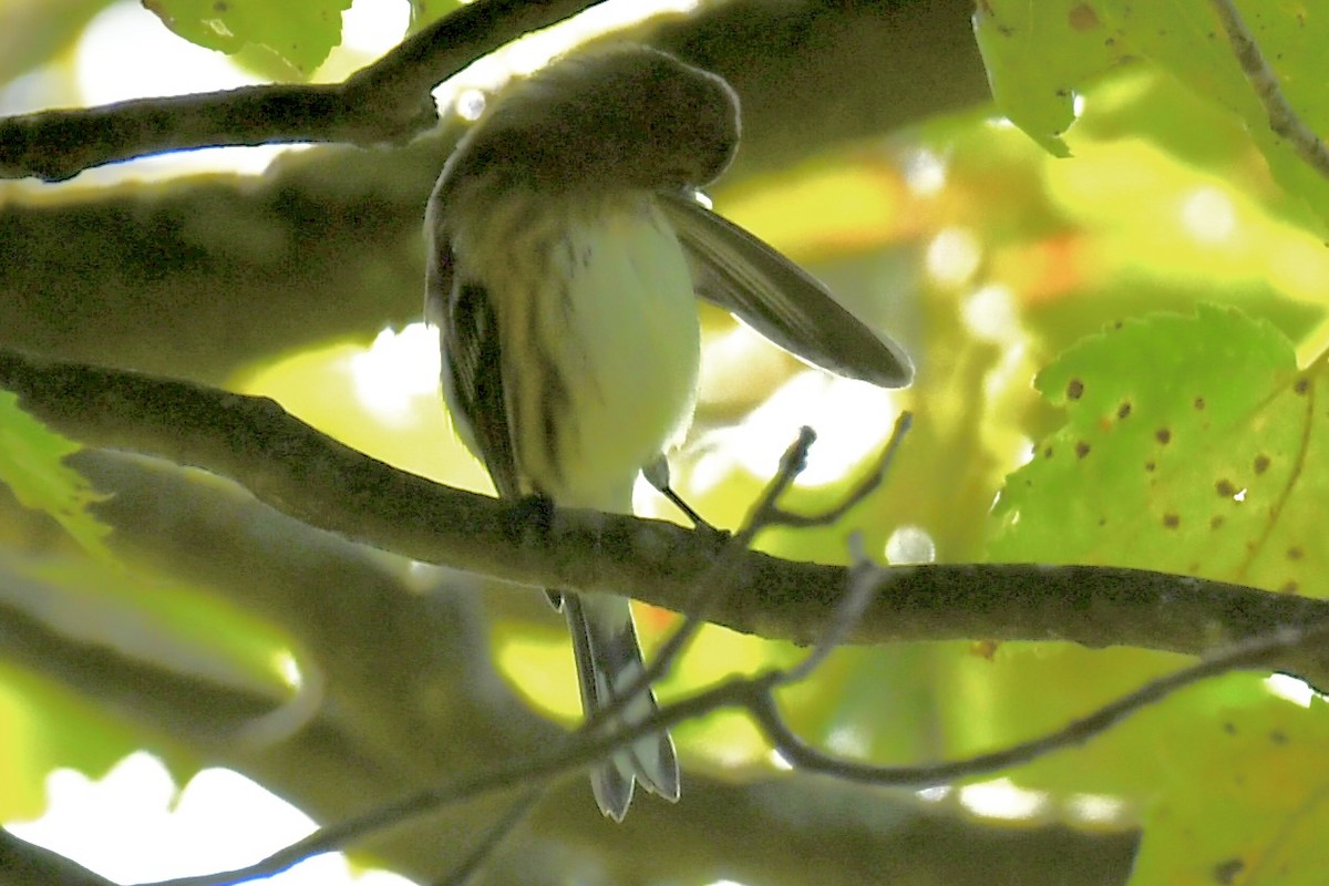 Yellow-rumped Warbler - ML641996017