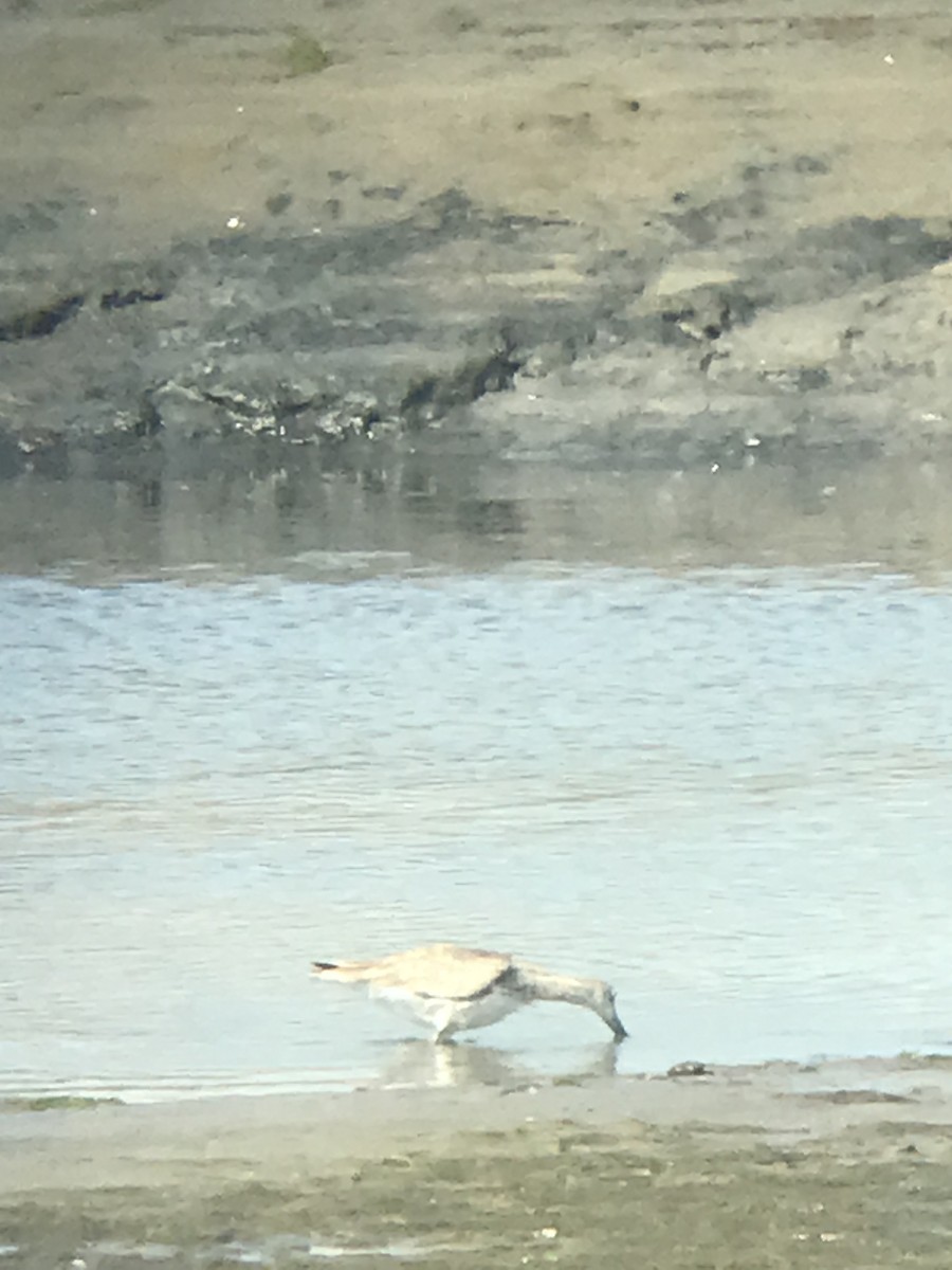 Willet (Western) - ML641996019