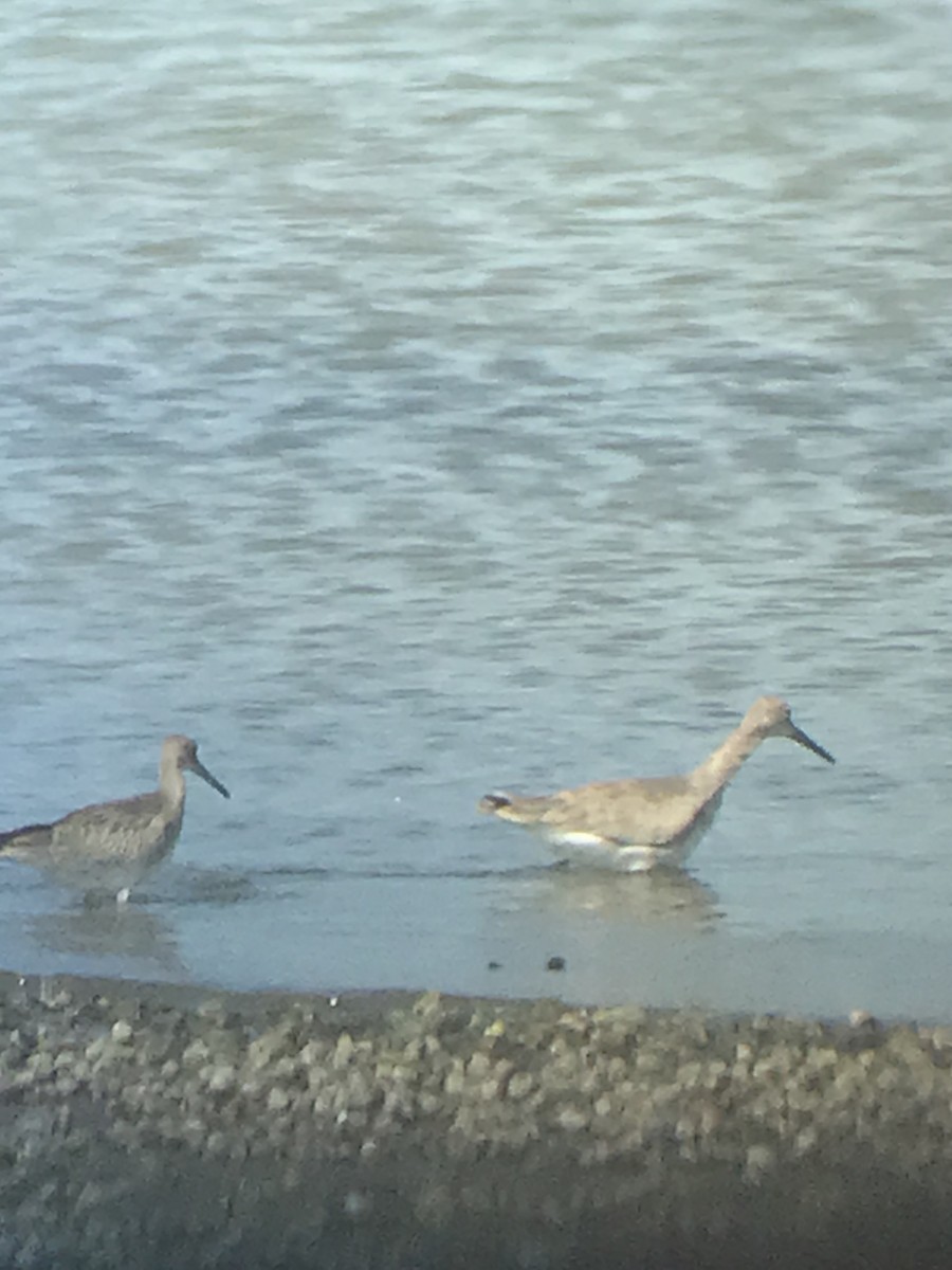 Willet (Western) - ML641996020