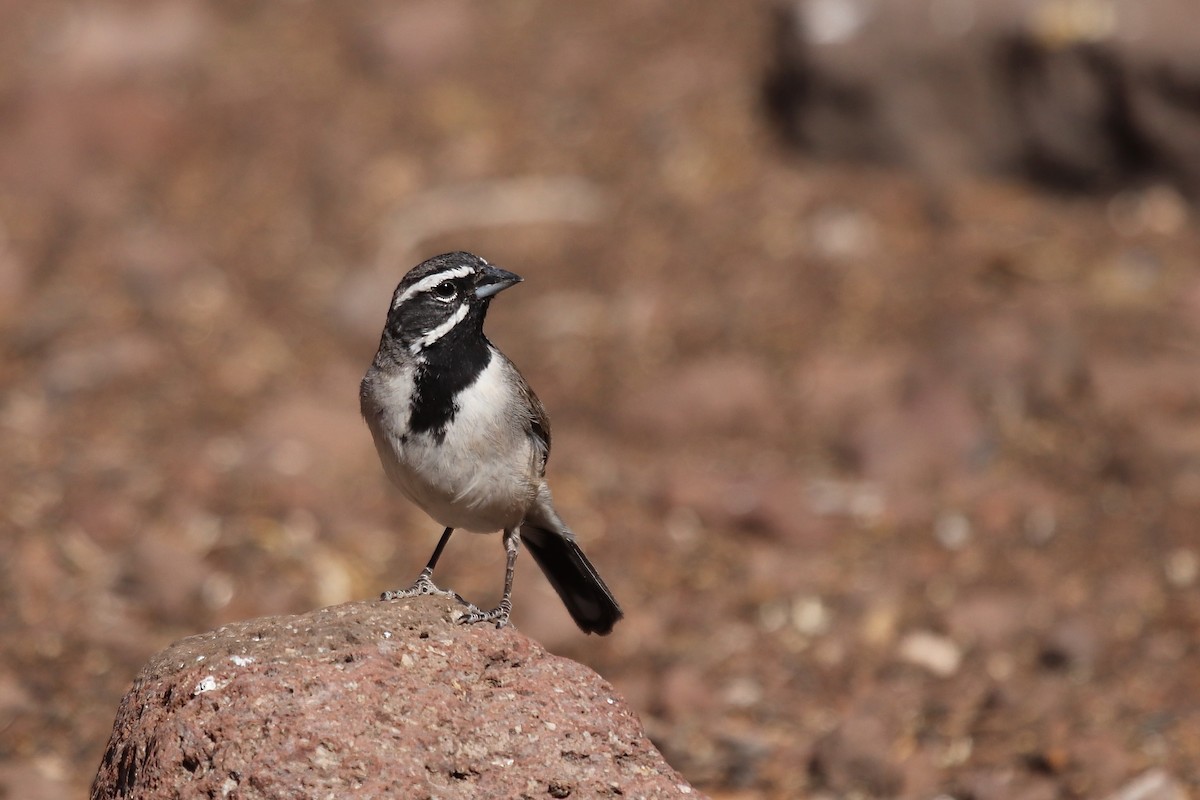 Black-throated Sparrow - ML641996022