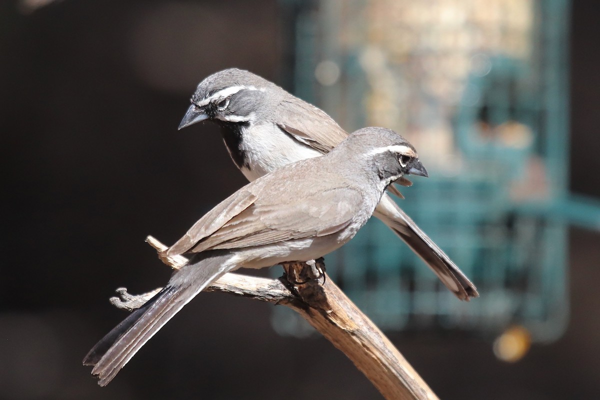 Black-throated Sparrow - ML641996028
