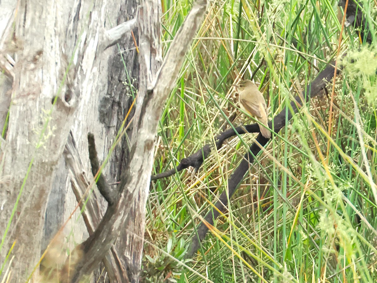 Australian Reed Warbler - ML641996030