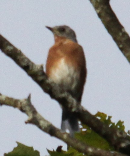 Eastern Bluebird - ML641996031