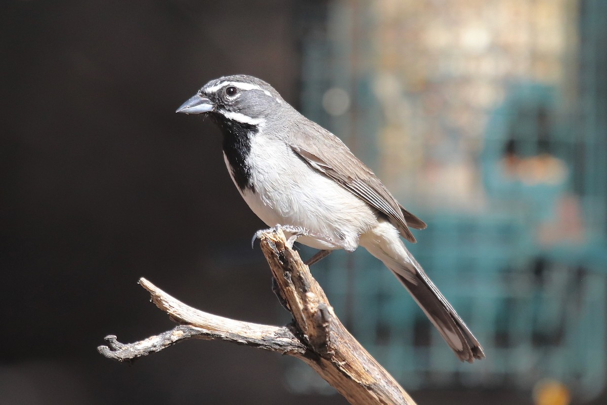 Black-throated Sparrow - ML641996032
