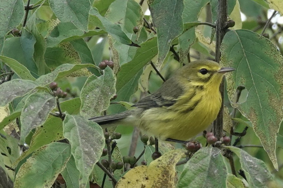 Prairie Warbler - ML641996033