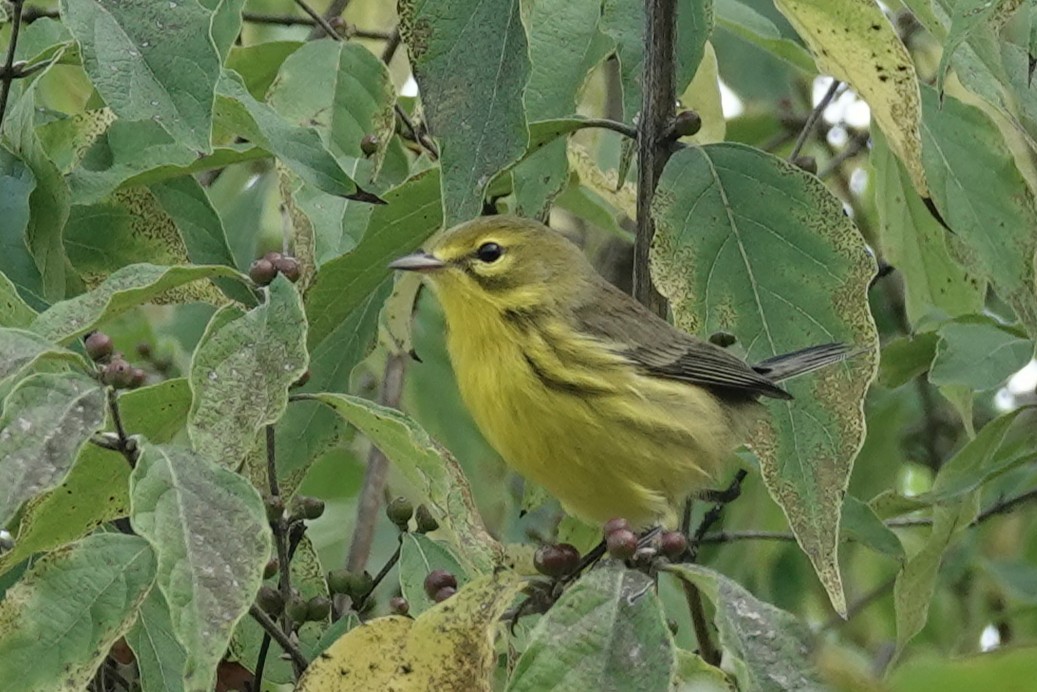 Prairie Warbler - ML641996034