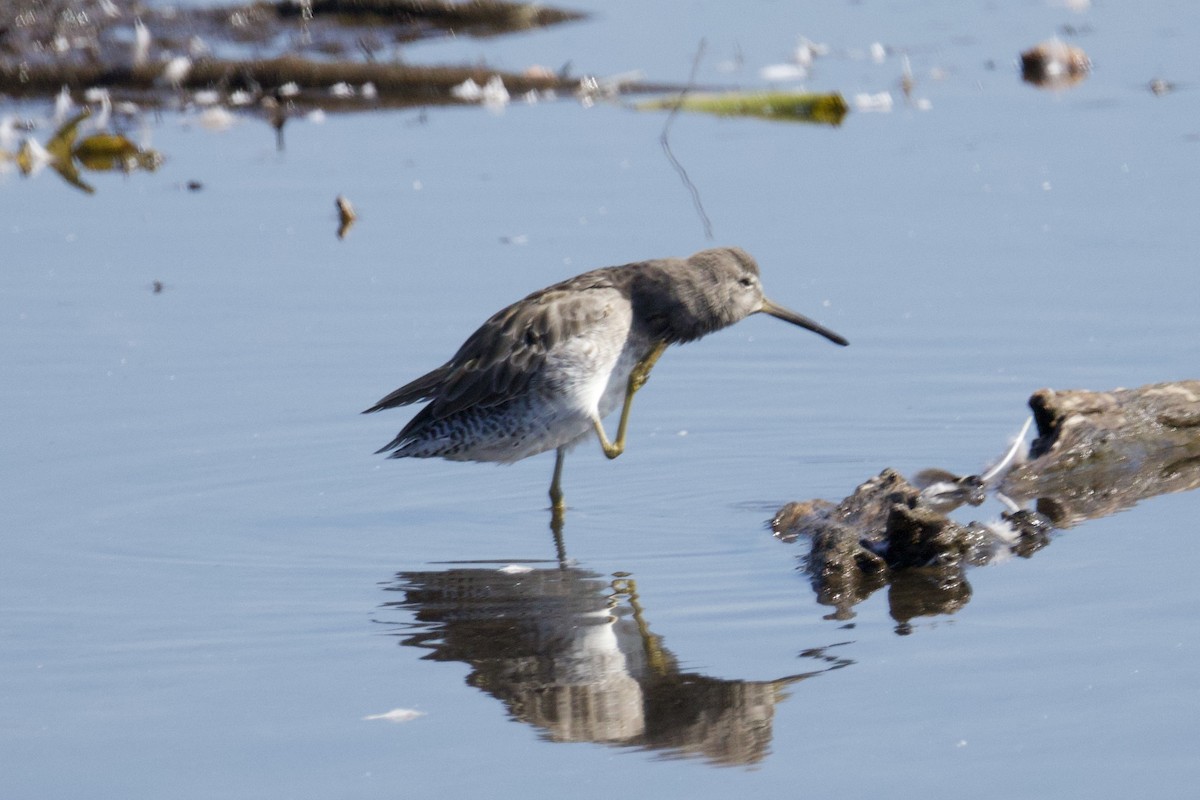 Short-billed Dowitcher - ML641996036