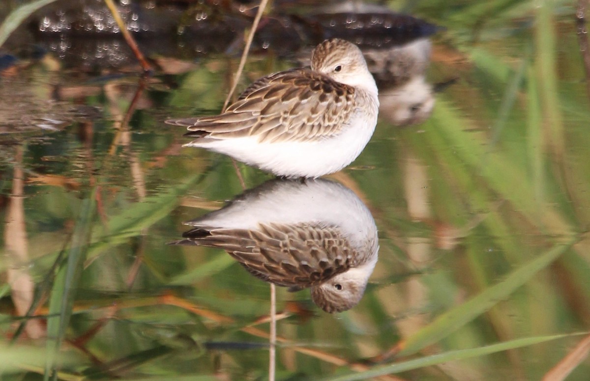 Semipalmated Sandpiper - ML641996044