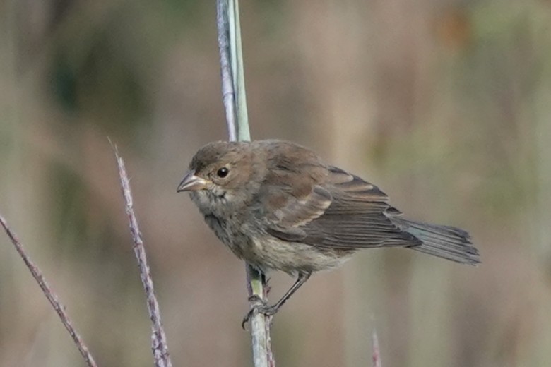 Indigo Bunting - ML641996046
