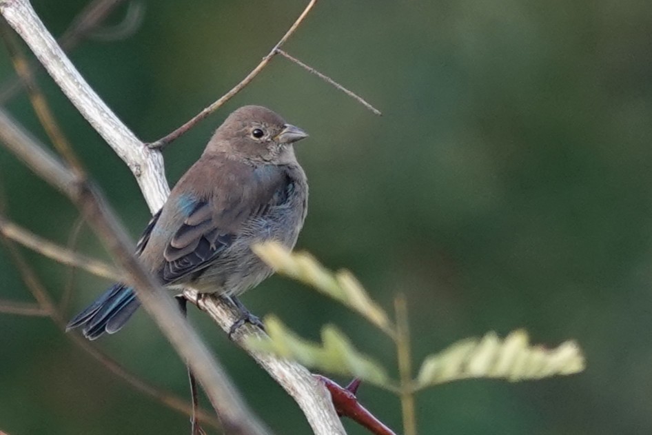 Indigo Bunting - ML641996047