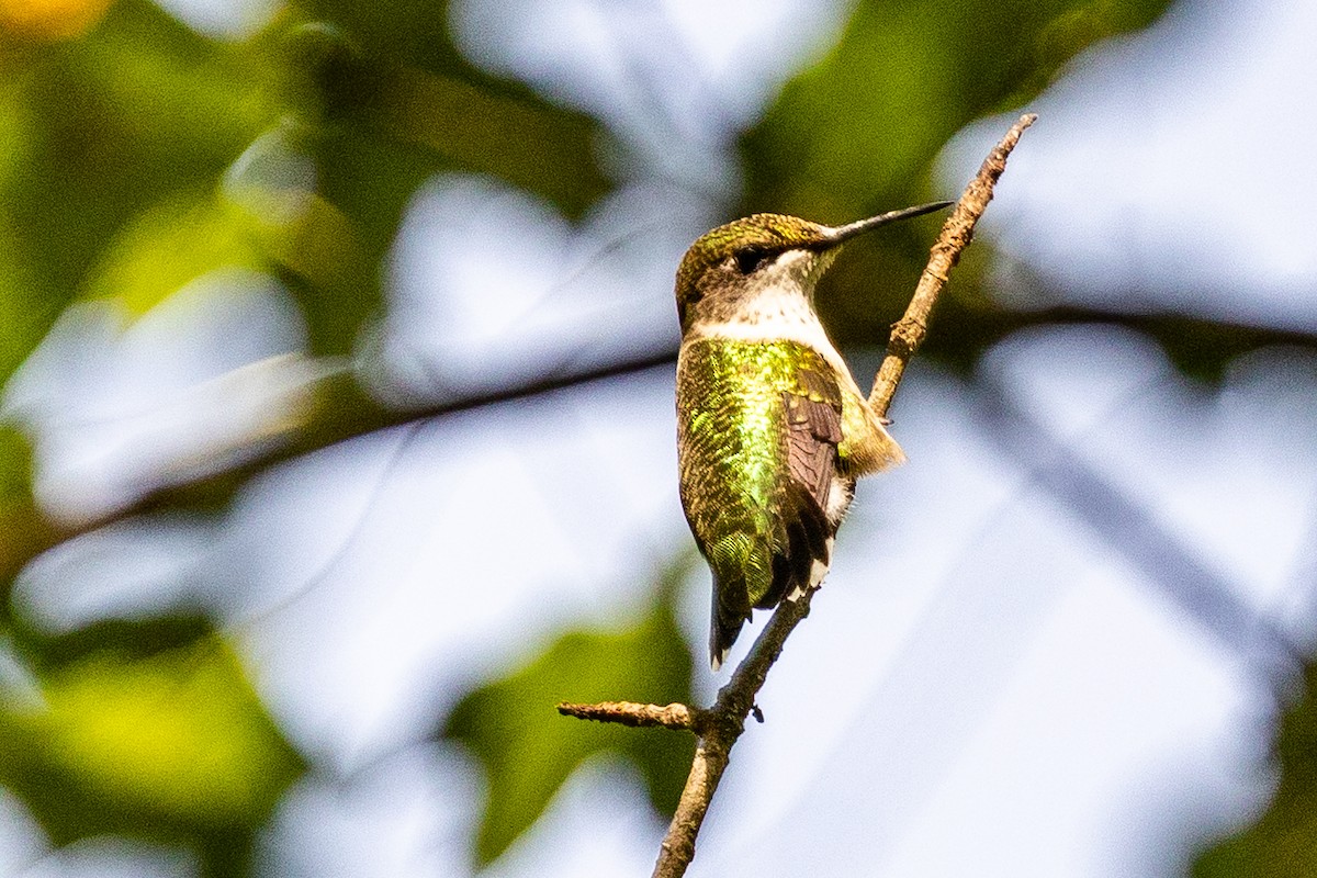 Ruby-throated Hummingbird - ML641996050