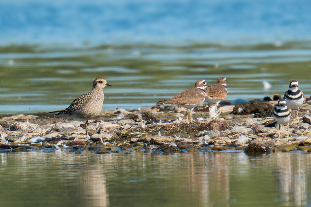 American Golden-Plover - ML641996054