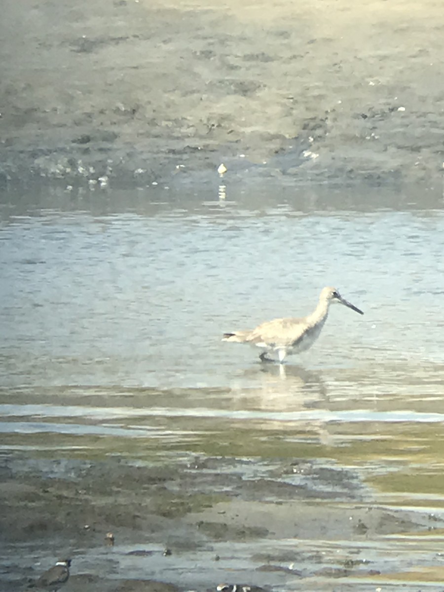 Willet (Western) - ML641996057