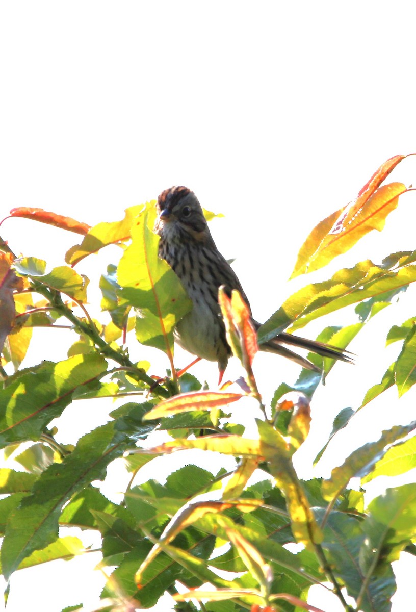 Lincoln's Sparrow - ML641996061