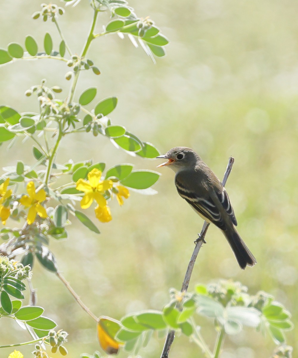 Least Flycatcher - ML641996066