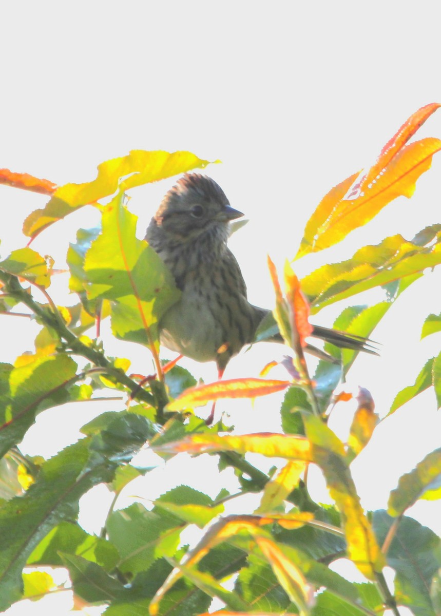 Lincoln's Sparrow - ML641996067