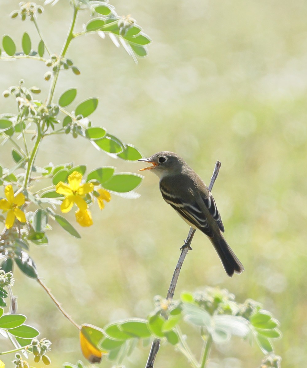 Least Flycatcher - ML641996068