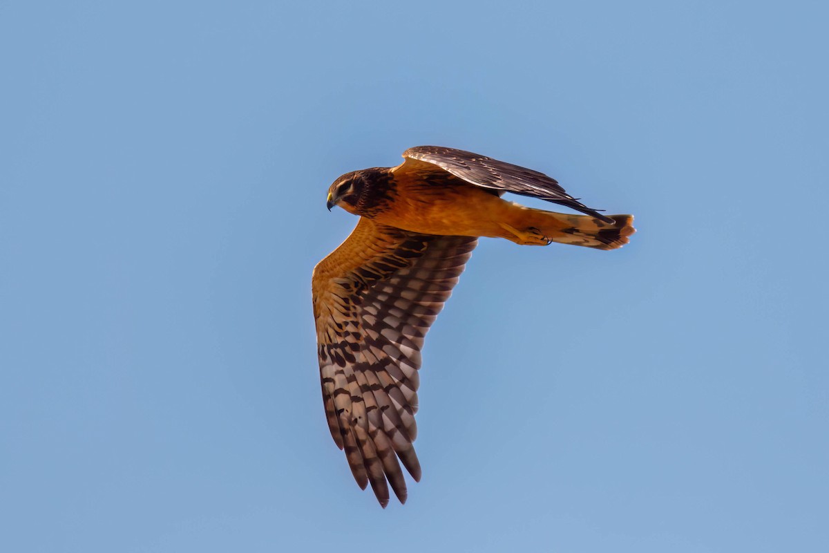 Northern Harrier - ML641996080