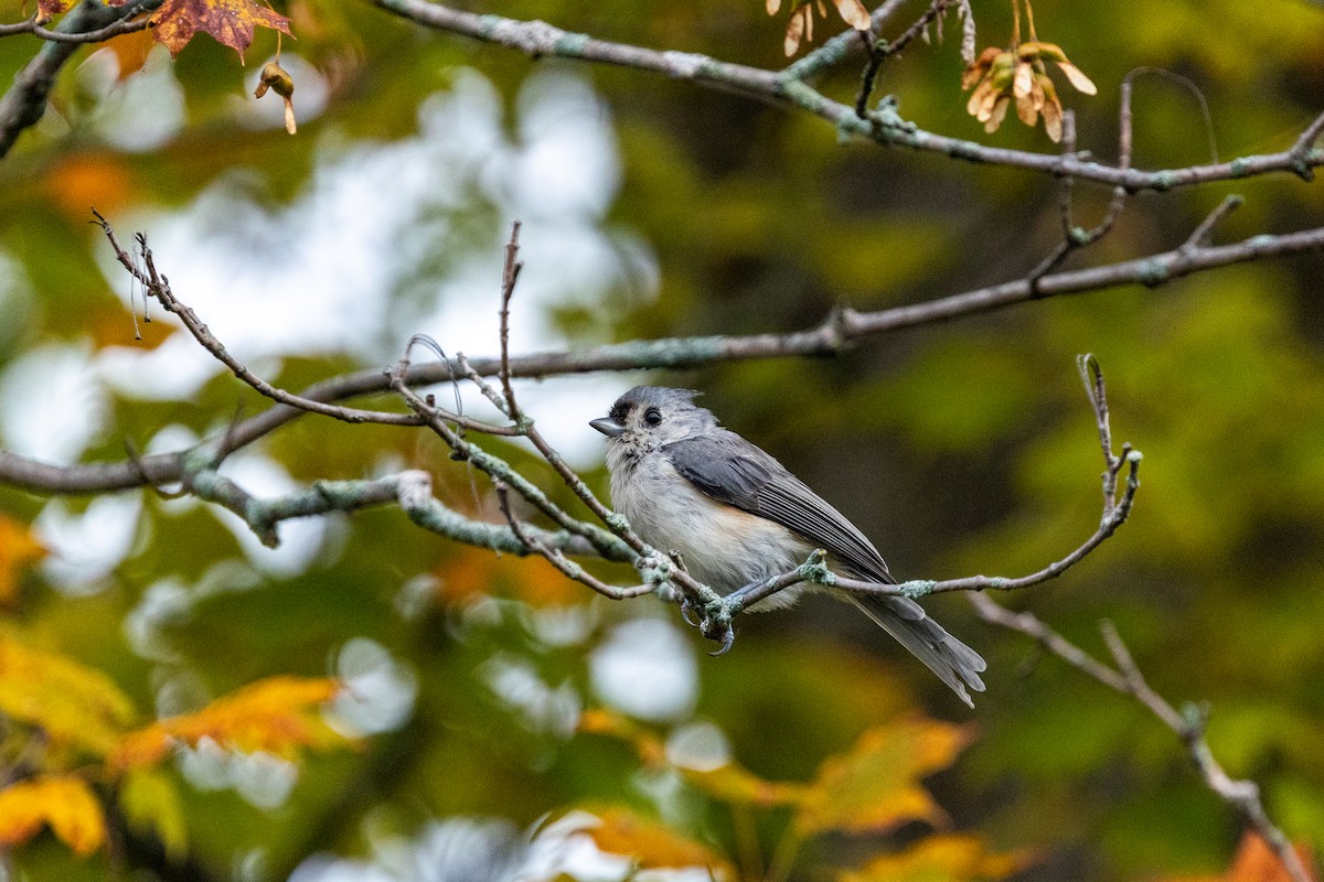 Tufted Titmouse - ML641996097