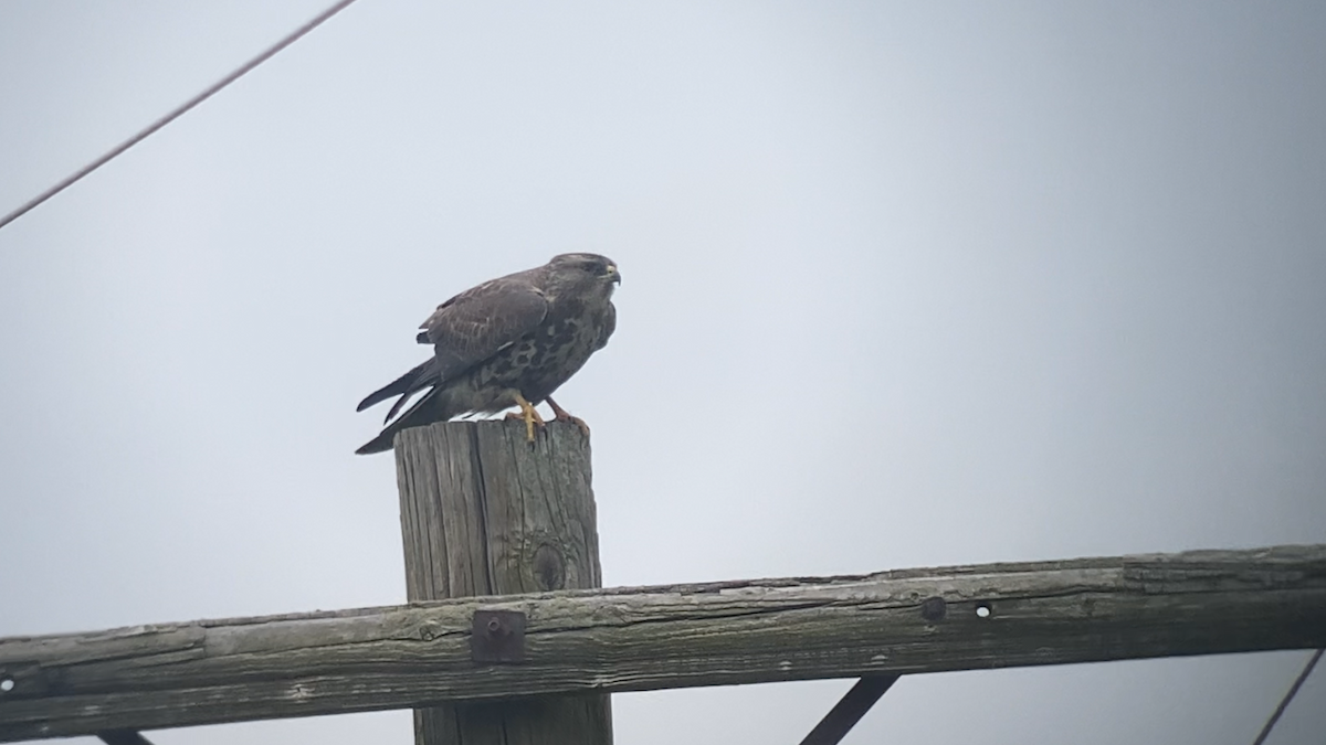 Swainson's Hawk - ML641996098