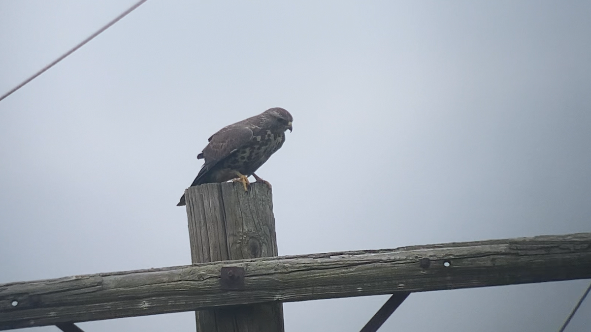 Swainson's Hawk - ML641996099