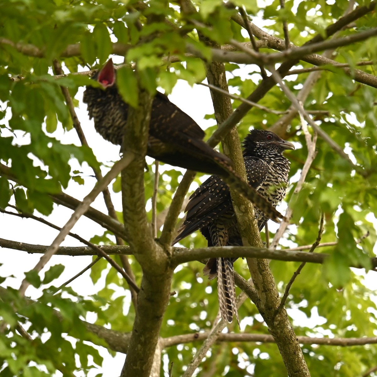 Asian Koel - ML641996100