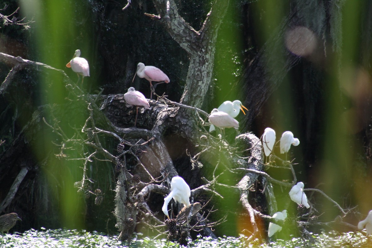 Espátula Rosada - ML641996105