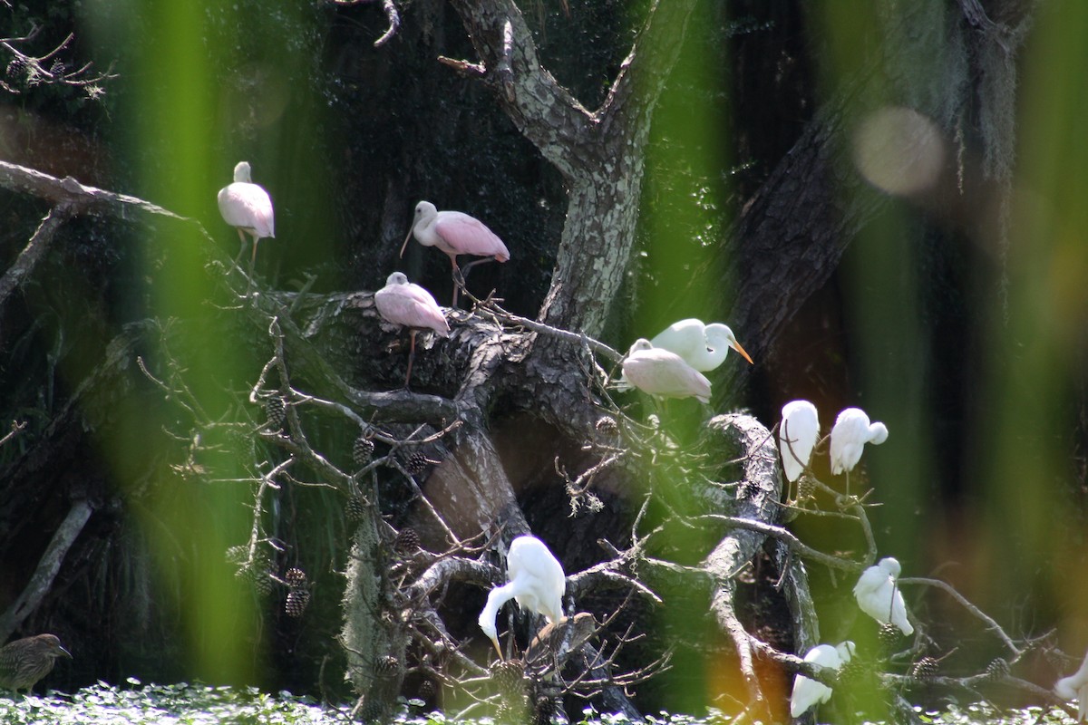 Espátula Rosada - ML641996106