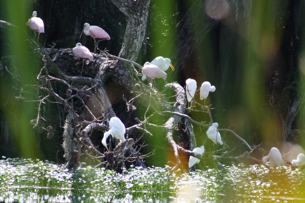 Espátula Rosada - ML641996107
