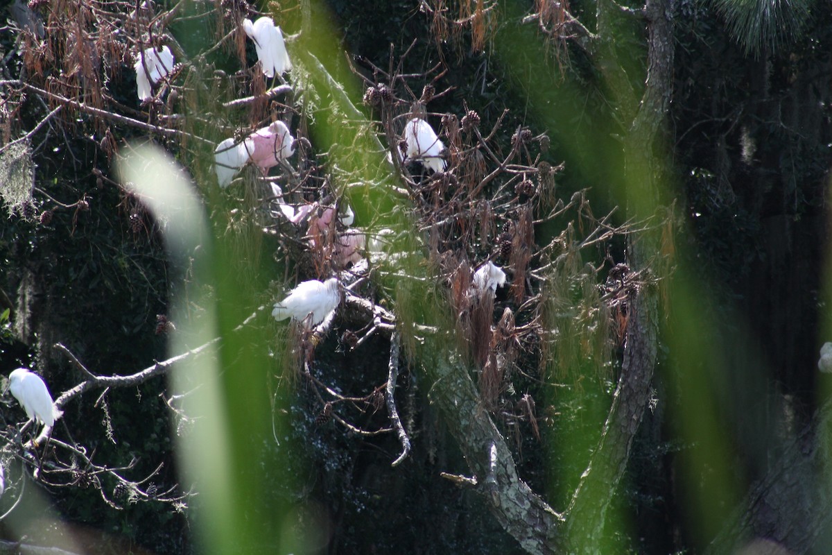 Espátula Rosada - ML641996108
