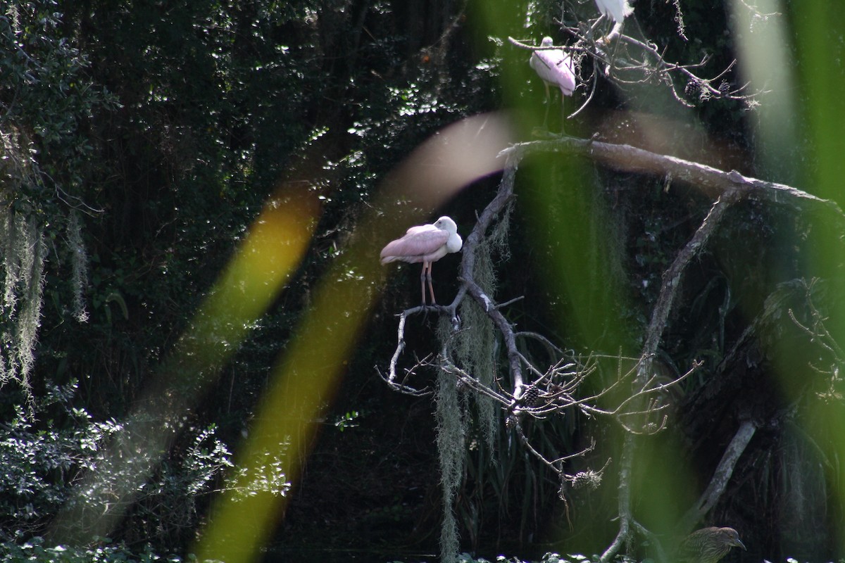 Espátula Rosada - ML641996109