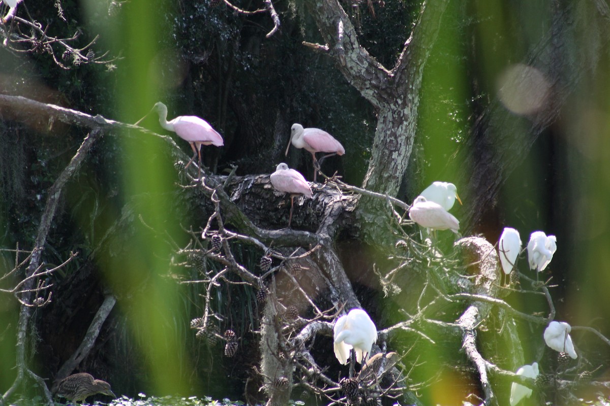 Espátula Rosada - ML641996110