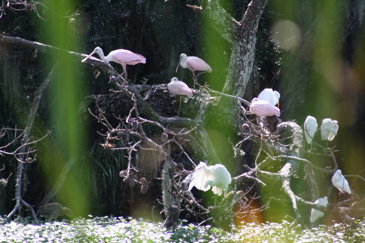 Espátula Rosada - ML641996111