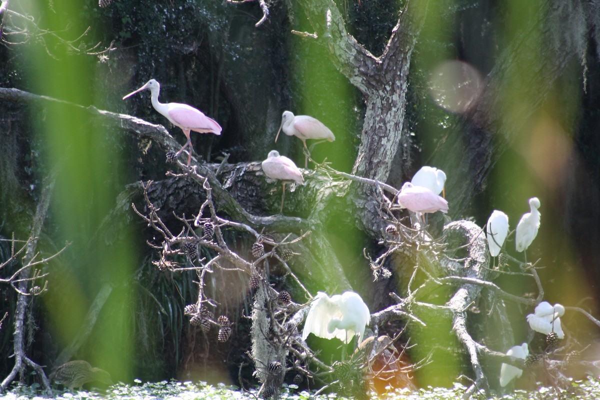 Espátula Rosada - ML641996112