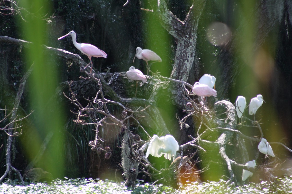 Espátula Rosada - ML641996113
