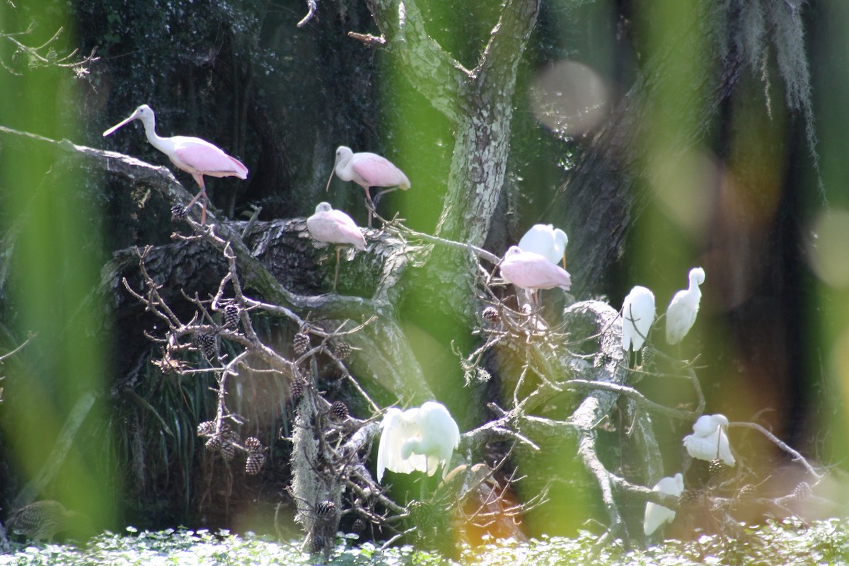 Espátula Rosada - ML641996114