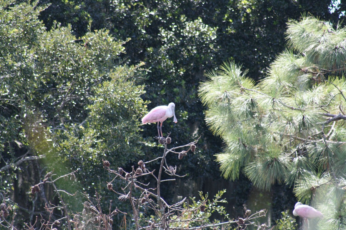 Roseate Spoonbill - ML641996115