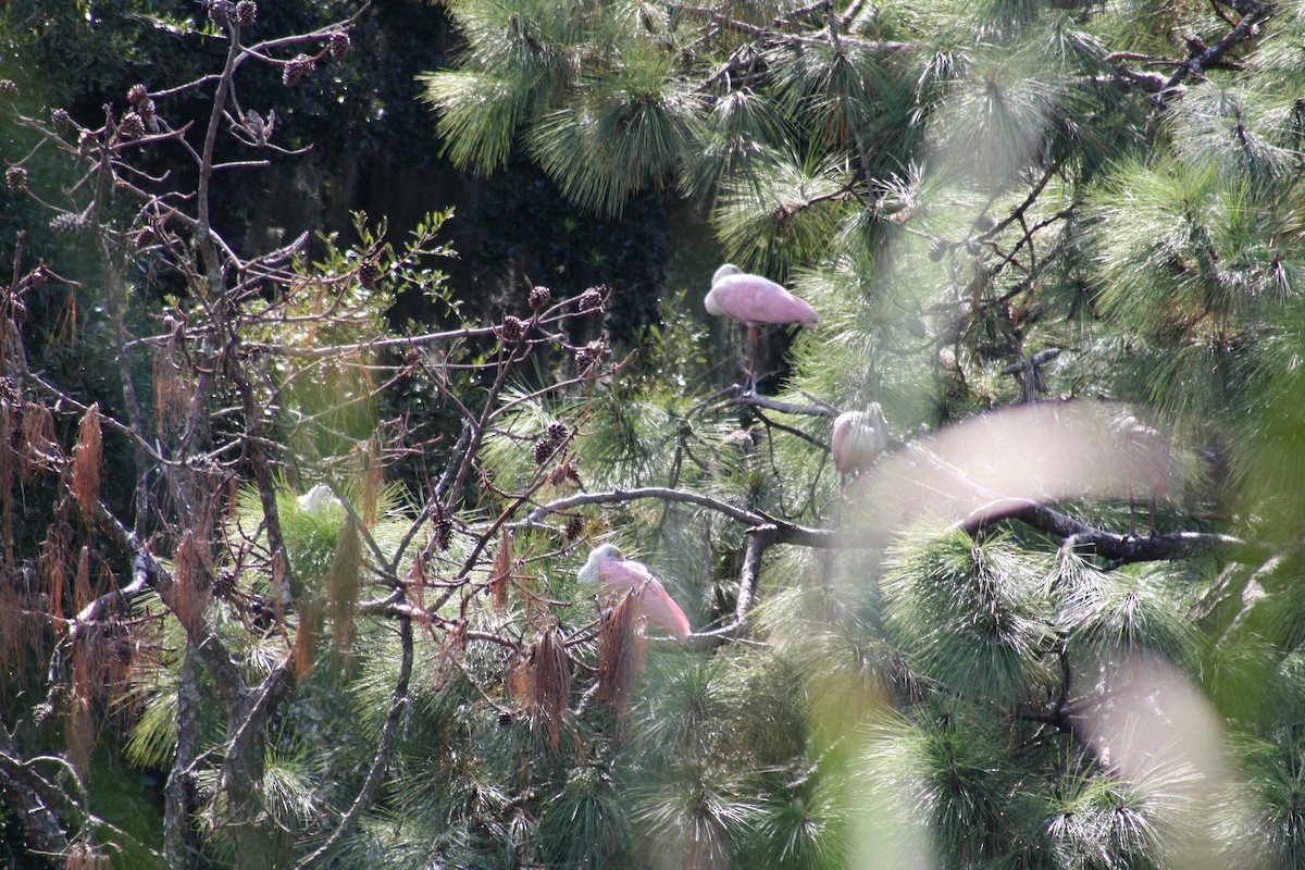 Roseate Spoonbill - ML641996116