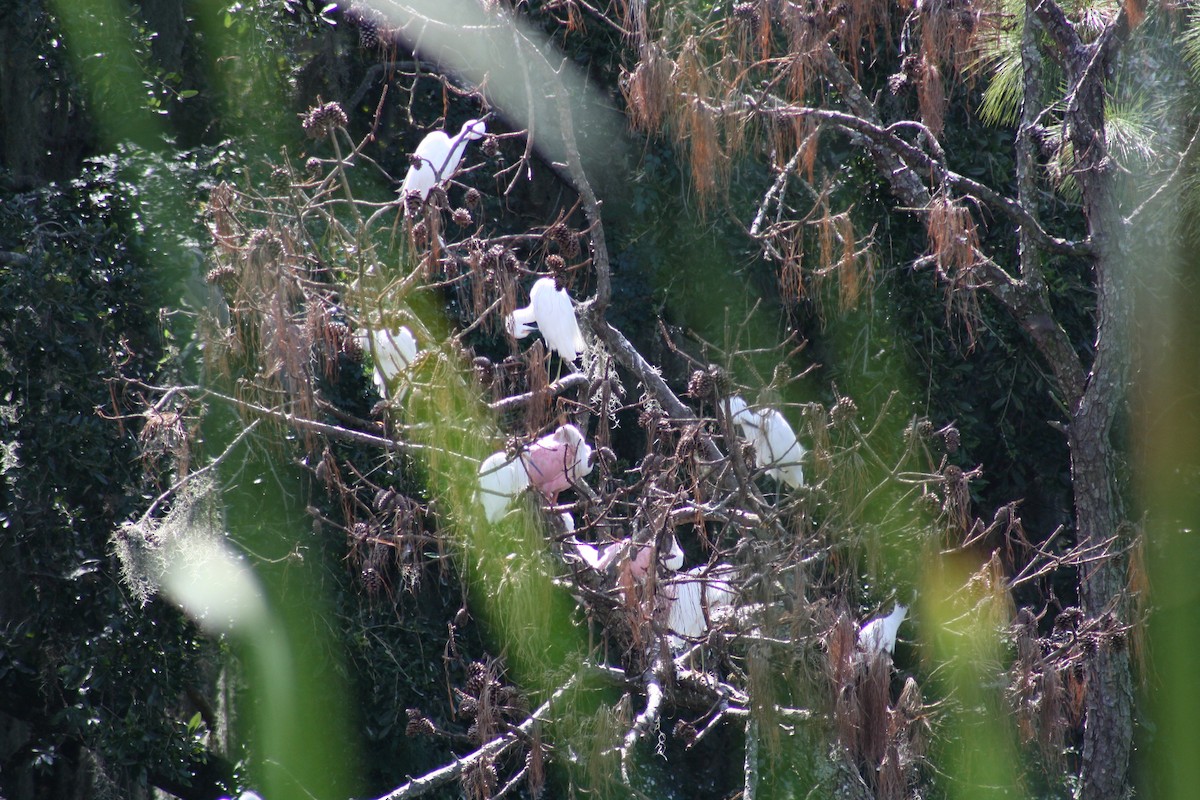 Roseate Spoonbill - ML641996117